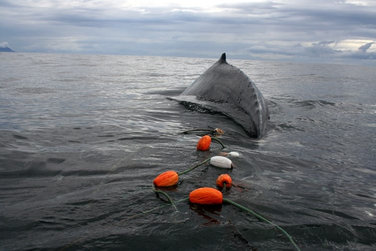 Gillnet_behind_whale_8-29-350_326455.jpg