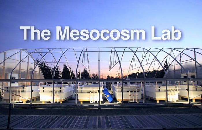 The Mesocosm Lab
