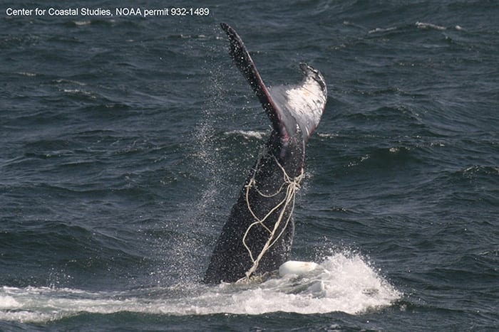 Entangled_humpback_CCS_700_332514.jpg