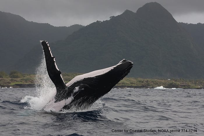 Humpback_breach_CCS_NOAA_permit_774-1714_700_332513.jpg