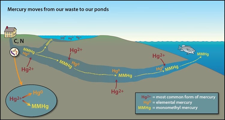 MercuryPondsSchematic2-350_330033.jpg