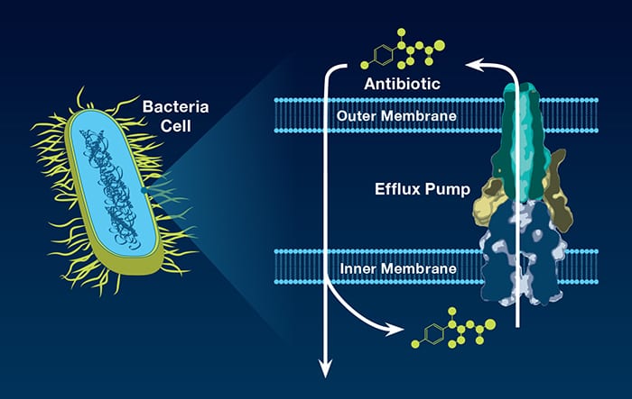 Pumping Out Antibiotics