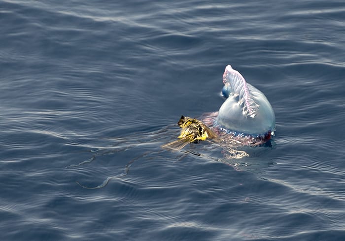 Ocean Oddity