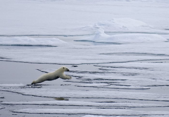 Leaping Polar Bears!