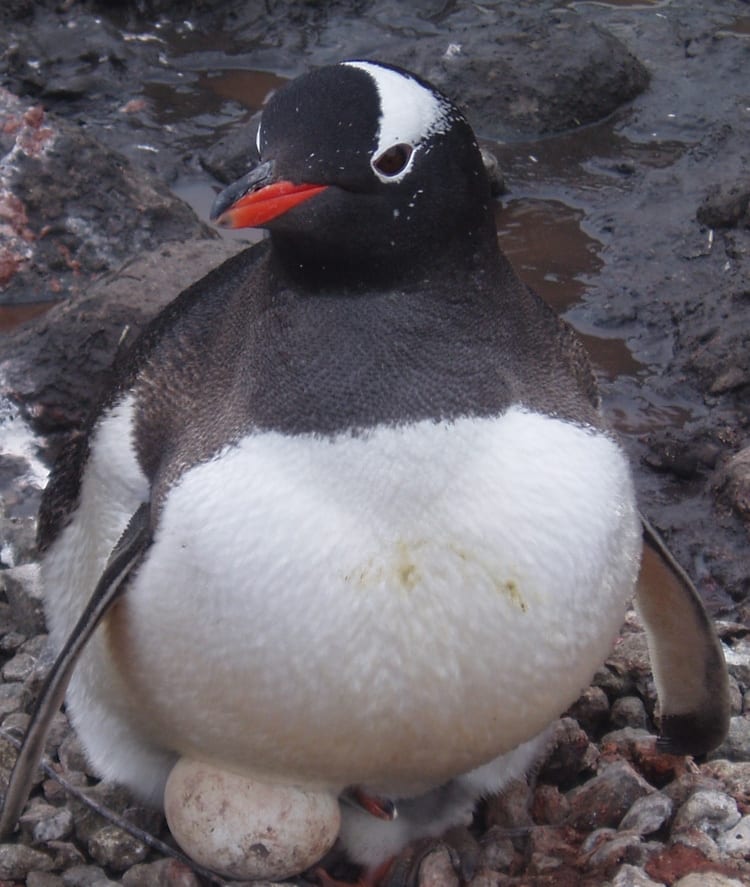 Gentoo-Penguin-with-Egg_350_341613.jpg