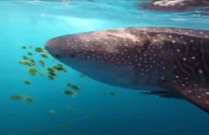 A Haven for Whale Sharks