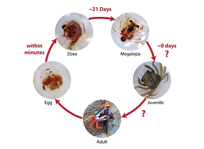 Crab Cycle