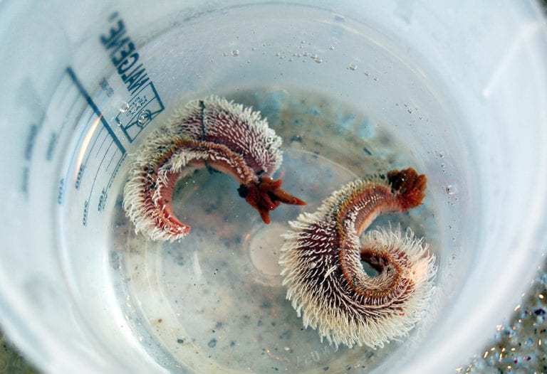 Alvin‘s Animals Woods Hole Oceanographic Institution