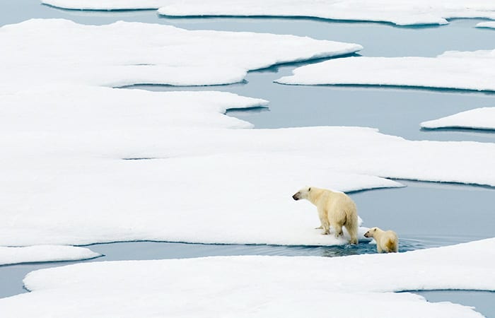 graphics-PolarDisc2-cl_20070804_arcticocean_polarbear_013_352083.jpg