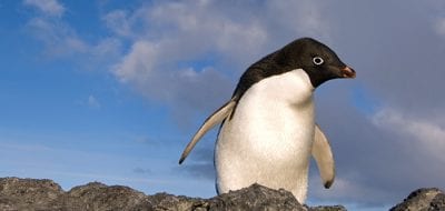 From Penguins to Polar Bears