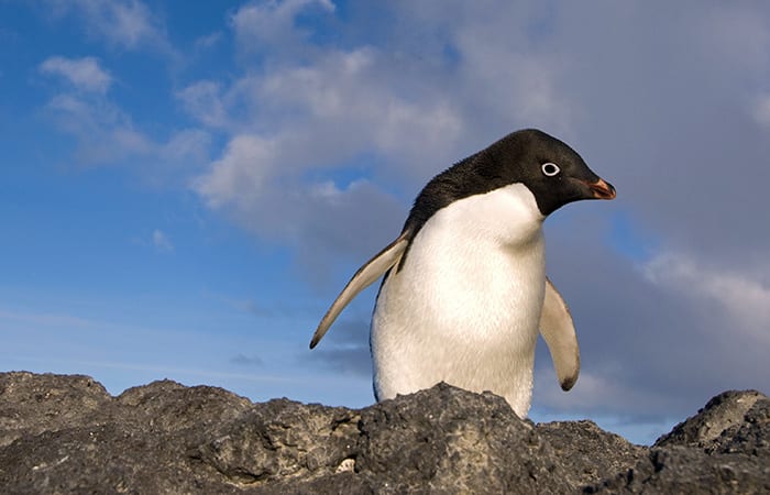 From Penguins to Polar Bears – Woods Hole Oceanographic Institution