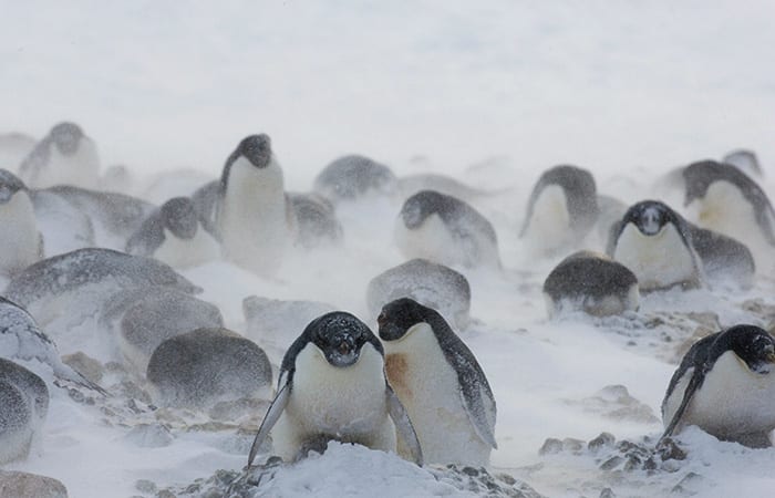 graphics-pd3-1-cl_20071221_antarctica_adeliepenguins_110_352081.jpg