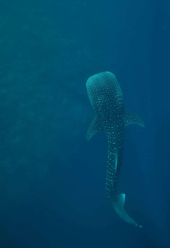 graphics-thorrold-Whale-shark2-350_350774.jpg