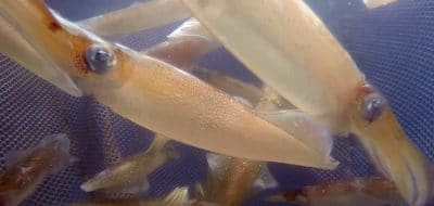 Is Ocean Acidification Affecting Squid?