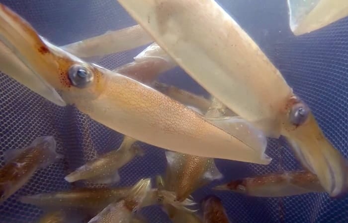 Is Ocean Acidification Affecting Squid?