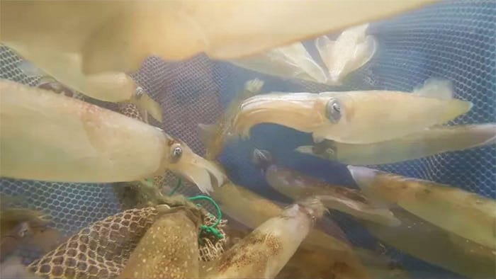 Squid Under Stress?