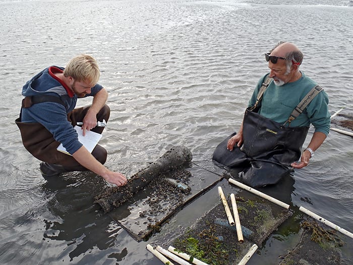 How the Clam Garden Grows