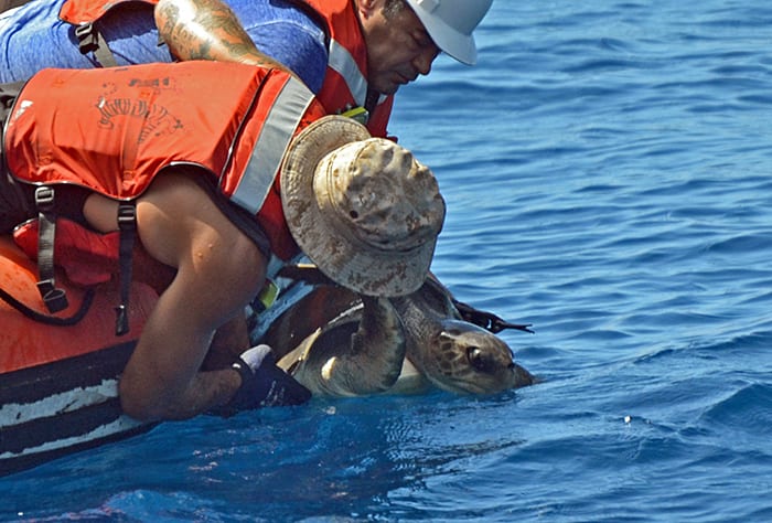 Operation Free Turtle