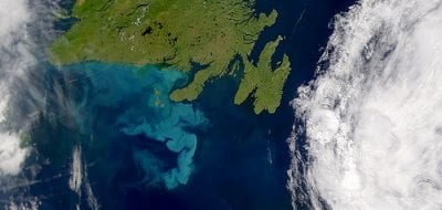 New Use for Well-known Algae