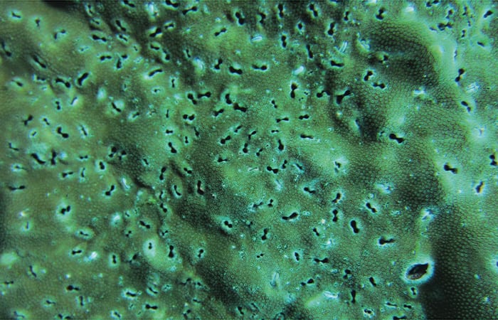 panama_coral_bioerosion_366298.jpg