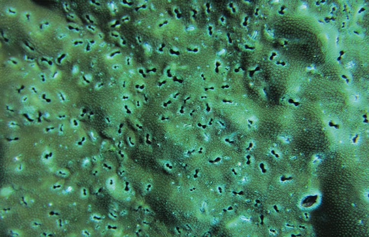 panama_coral_bioerosion_750_368613.jpg