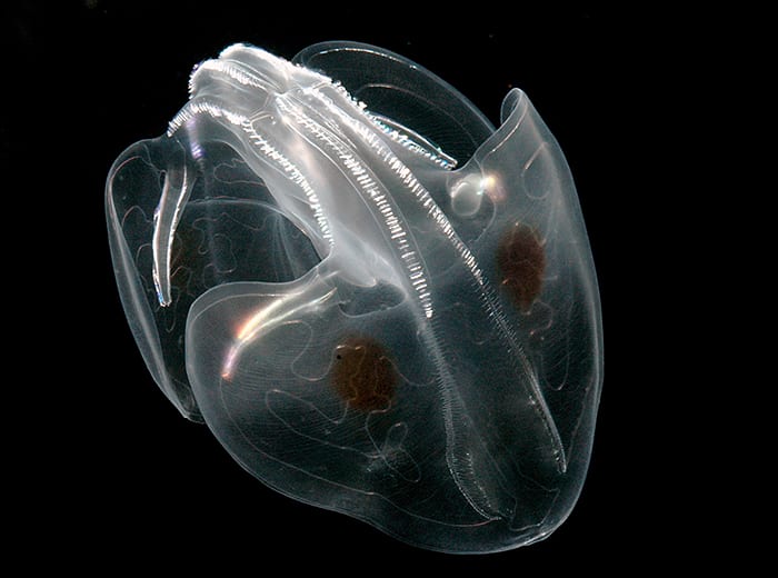Predator Made of Jelly