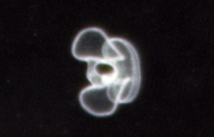 bivalve-larvae-copy.jpg