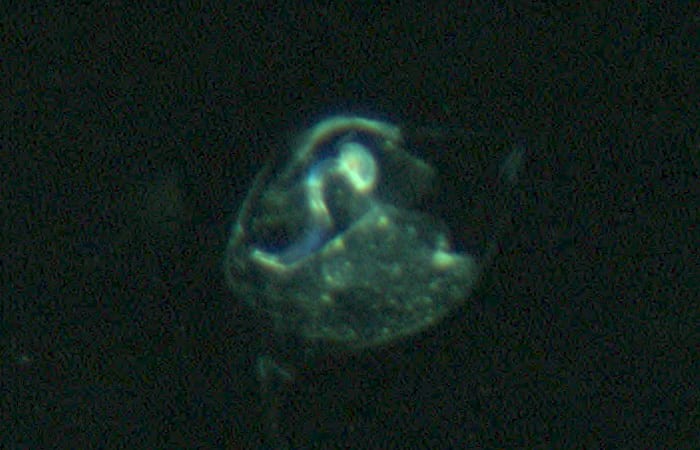 bj8_vpr17_larvacean_roi.6847185000-copy.jpg