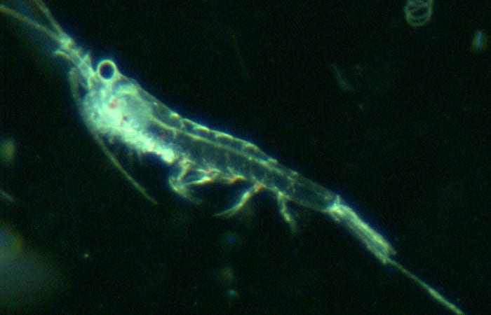 bj8_vpr4a_krill_helical_diatom_15m_roi.4005371101-copy.jpg