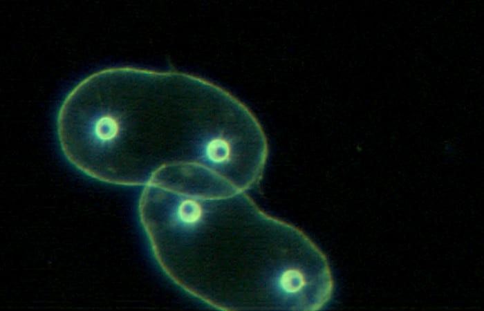 bj8_vpr9_protozoan_colony_pair_roi.1709132900-copy.jpg