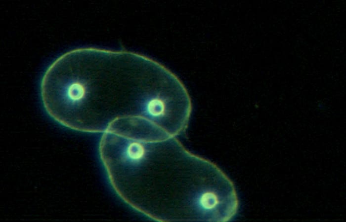 bj8_vpr9_protozoan_colony_pair_roi.1709132900-copy.jpg