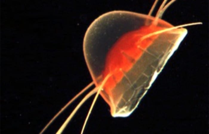 jelly12_KlasMoller_Aeginura_grimaldii-copy.jpg