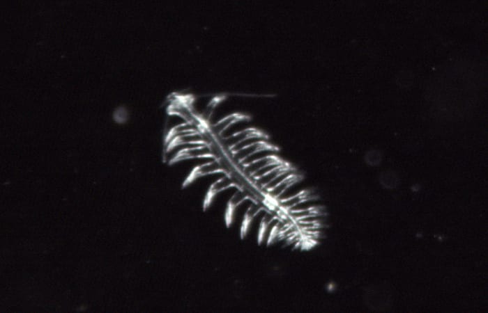 polychaete2-copy.jpg