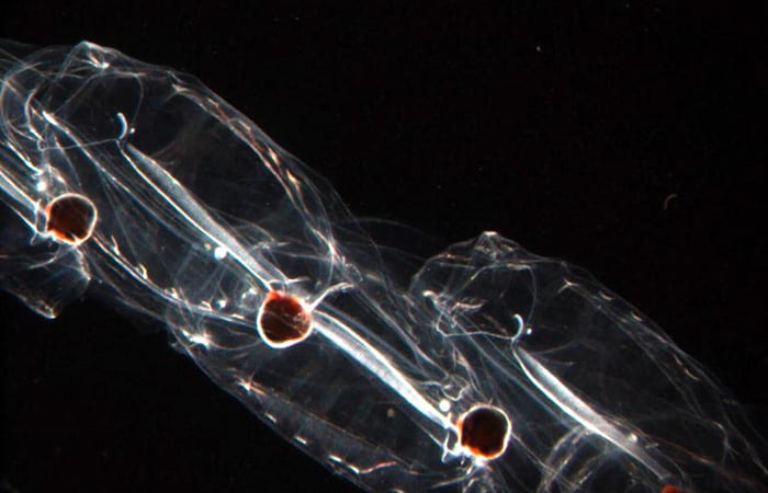 salp4_BetsyBroughton_salpa_aspera-copy.jpg