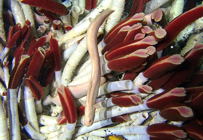 Bouquet of Tubeworms