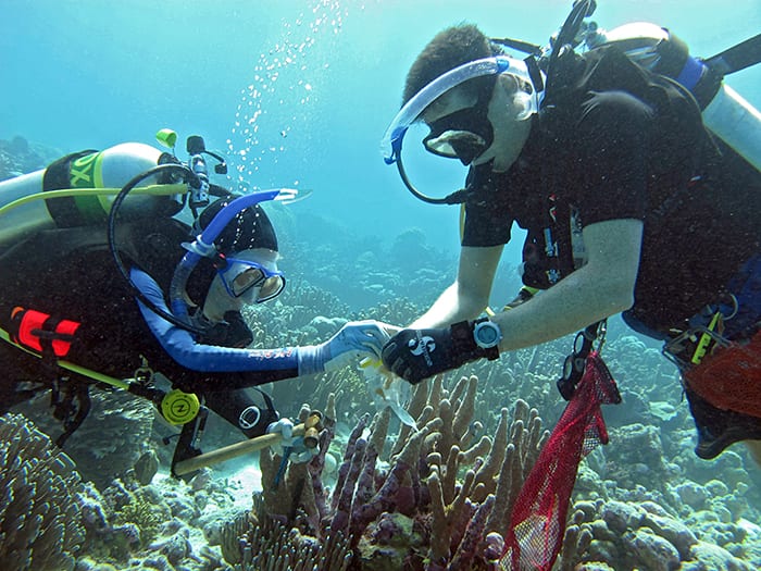 Coral Collectors