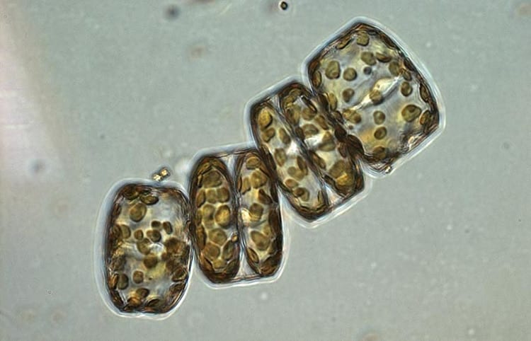 diatom_350_382156.jpg