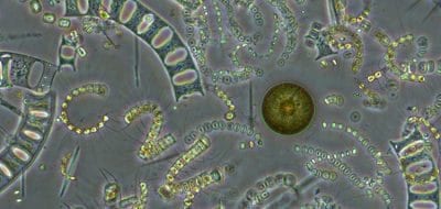 diatoms350_380454.jpg