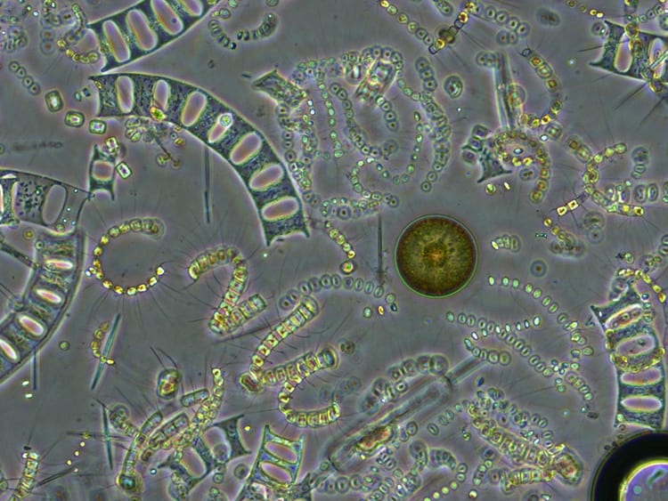 diatoms350_380454.jpg