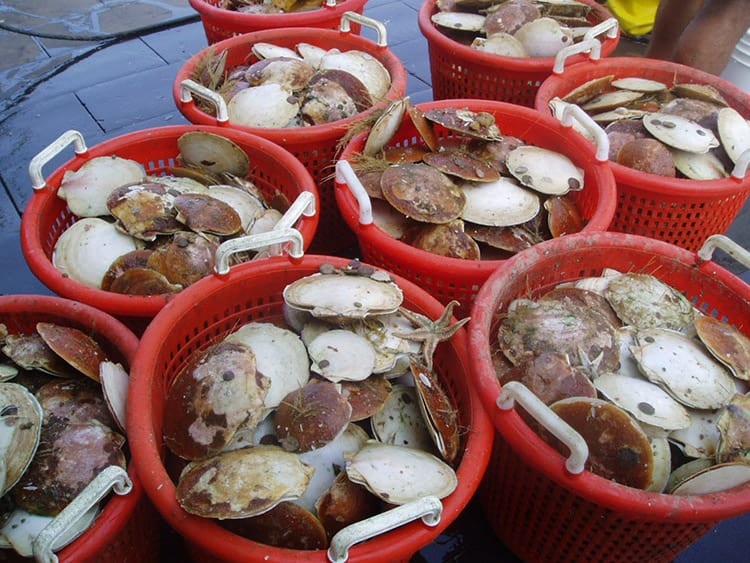 scallops350_382634.jpg