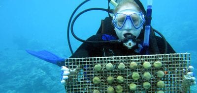 Coral Crusader