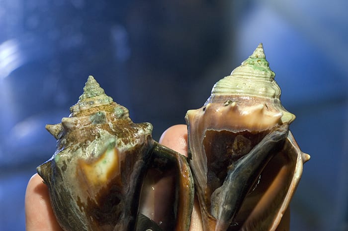Shells at Risk
