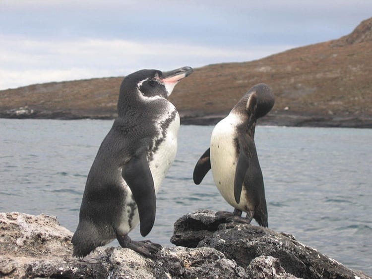 Galapagos_penguin350_393974.jpg