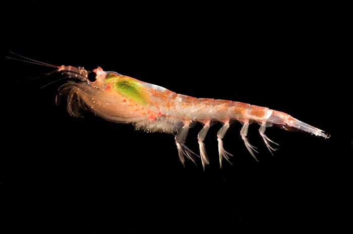 Krill Close-up