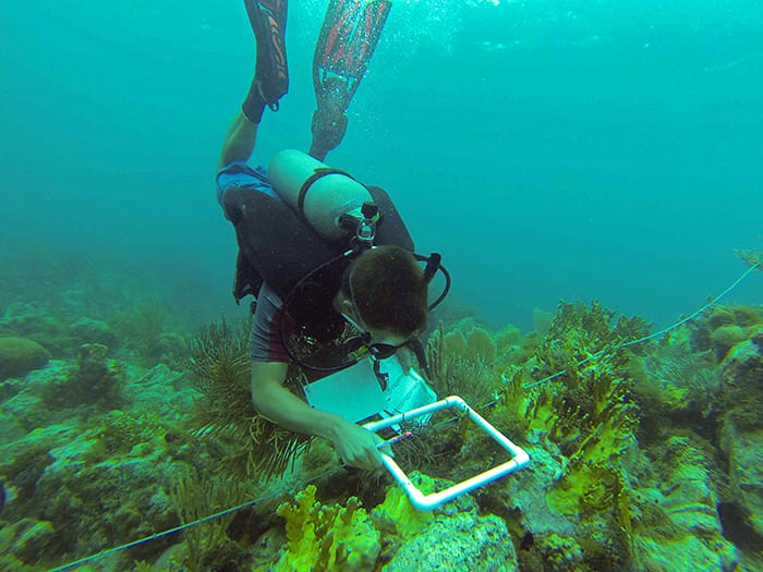 Eavesdropping on the Reefs