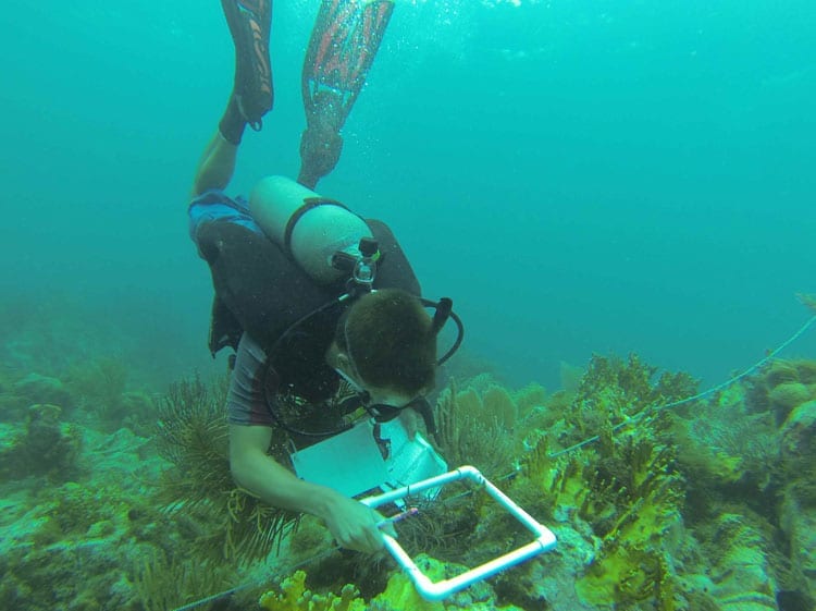 Reef-measurements_350_394913.jpg