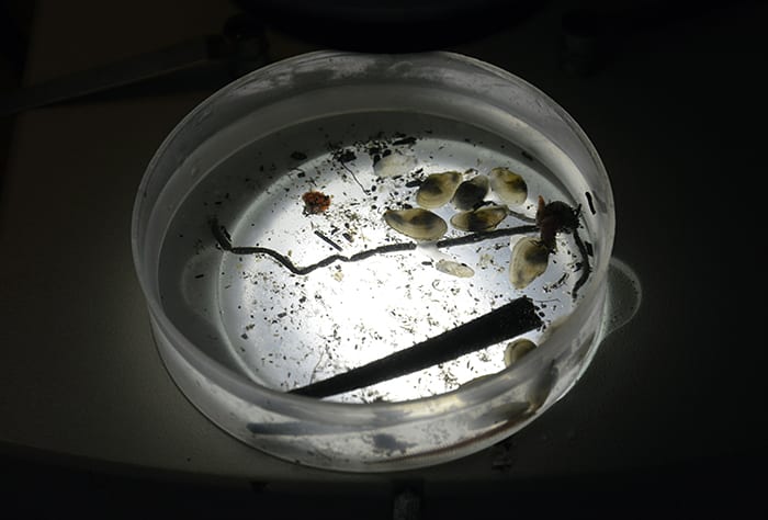 Life in Seafloor Mud