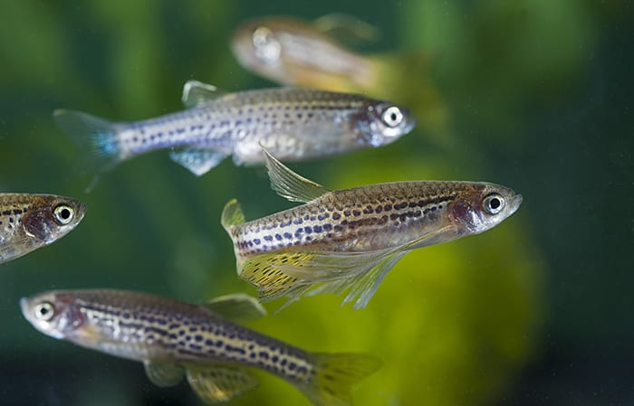 Z is for Zebrafish