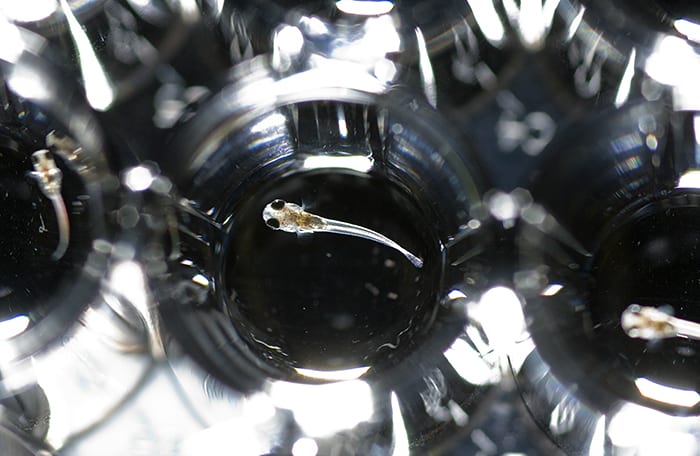 Fish-Eye View