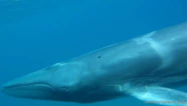 New Study Provides First Field Observations of Rare Omura's Whales